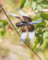 black and white dragonfly8x10e.jpg
