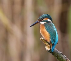 FemaleKingfisher6765.jpg