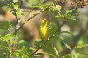 Yellow_Warbler_8535.JPG