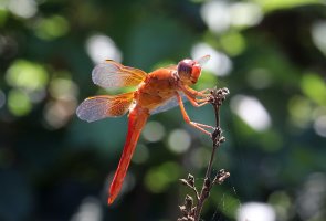 1F3A9815 dragonfly.jpg