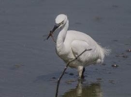 Egret+DragonflyNew2U4A7398.jpg