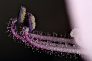 bathtube water flowers12 r a AMCP8000.JPG