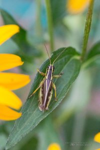 046 Grasshopper.jpg
