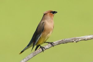 CedarWaxwing.JPG
