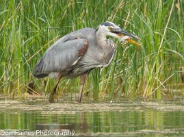 heron3.jpg