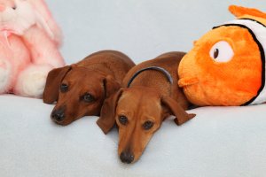 IMG_1062.jpg