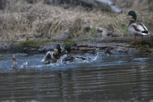 FightingFor AWife.JPG