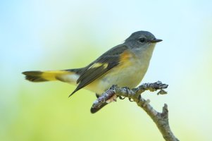 AmericanRedstart_F_8882.JPG