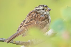Lincoln'sSparrow_8997.JPG