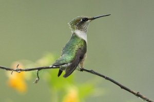 RTHummingbird7.JPG