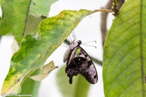 A Butterfly is born-1.jpg