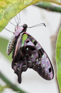 A Butterfly is born-4.jpg