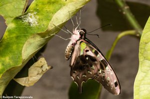 A Butterfly is born-6.jpg