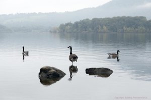 Derwent Geese SFv.jpg