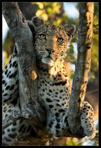 Leopard in a Tree.jpg