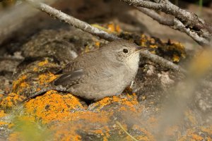 HouseWren_9106.JPG