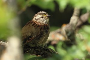 White-throated_Sparrow_Im_9006.JPG