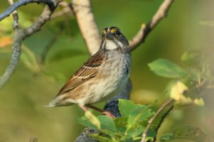 White-throatedSparrow_9205.JPG