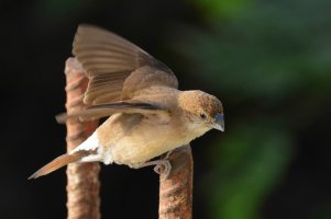 Indian Silverbill 3 (1 of 1).jpg