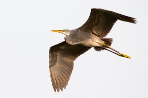 Purple Heron (1 of 1).jpg