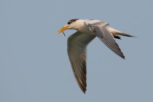 White-cheeked Tern (Sterna repressa).jpg
