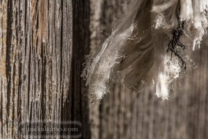 IMG_3598.jpg