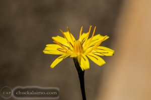 IMG_3607.jpg