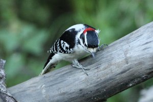 DownyWoodpecker_9245.JPG