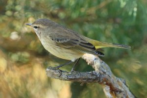 Warbler_unknown_9318.JPG