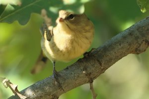 TennesseeWarbler_9319.JPG