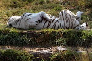 Pretoria Zoo 002.JPG