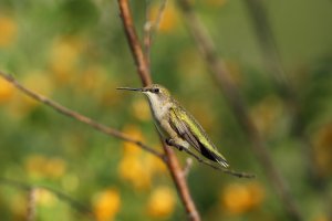 Hummer_8185.JPG
