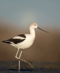 Avocet.jpg