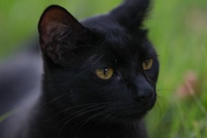 Kittens and Kats2-019.jpg