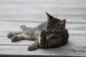 Kittens and Kats-004.jpg