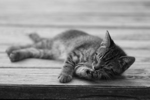 Kittens and Kats-005.jpg