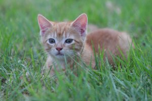 Kittens and Kats-014.jpg