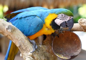 Blue and Gold Macaw - Bali Zoo.jpg