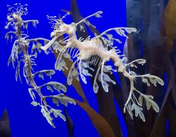 Leafy Dragon.jpg