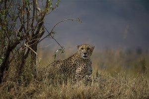 Cheetah-untouched.jpg