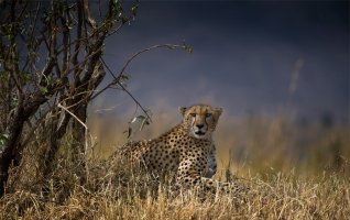 Cheetah-less-processing.jpg