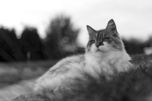 _D7T2331-2.jpg