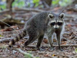 Raccoon 130922-001.jpg