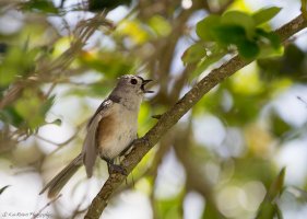 Tufted Titmouse-5929.JPG