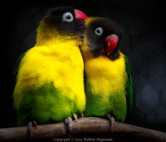 1078897_10151843895621869_2112412783_o (1).jpg