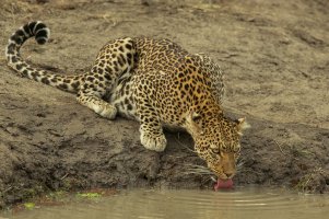 Leopard drinking.jpg