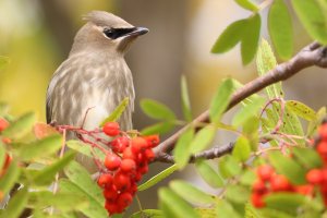 CedarWaxwing_young_9576.JPG