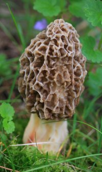 morel.JPG