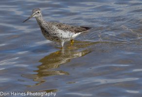 yellowlegs.jpg