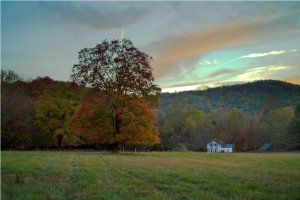 orange tree at farm, Cades Cove b.JPG